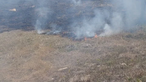 The grass burns. Video stock 114293523