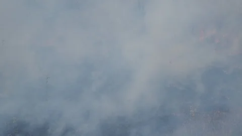 The grass burns. Video stock 114293541