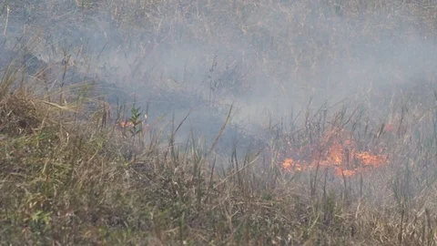 The grass burns. Video stock 114293551