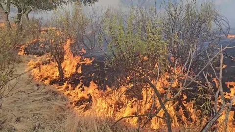 The grass burns slowly Stock Footage 330925565