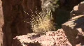 Grass / Bush The Jemez Mountains HD Footage