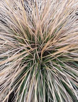 Grass bush Stock Photos