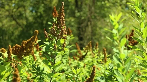 Grass, bushes, nature Stock Footage 72542743