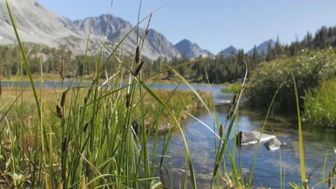 Grass before calm stream and mountain background Stock Footage 146028163