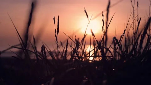 Grass with calm wind infront of beautiful sunset at the sea Stock Footage 148472800