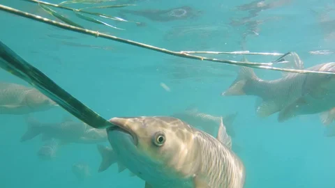 Grass carp feeding underwater Stock Footage 118205588