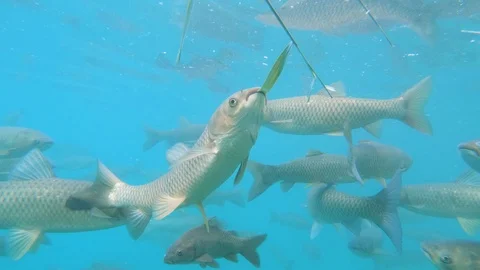 Grass carp feeding underwater Video stock 118520334