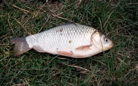 Grass carp Stock Photos