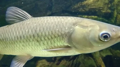 Grass carp underwater Stock Footage 77648978