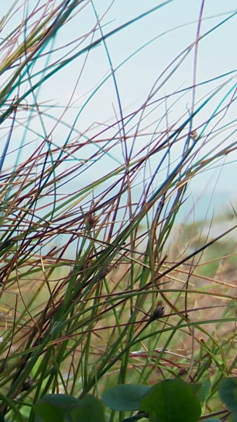 Grass in the Carpathian Mountains Stock Footage 346227777