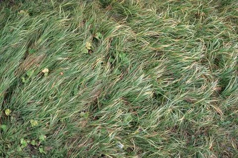 The grass is like a carpet. grass texture Stock Photos