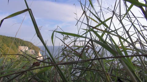 Grass With Caterpillar In Front Of Coast Line And Cliff Video stock 36835449