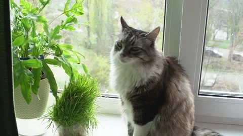 Grass for cats. A beautiful fluffy cat is sitting on the windowsill. Stock Footage 223141909