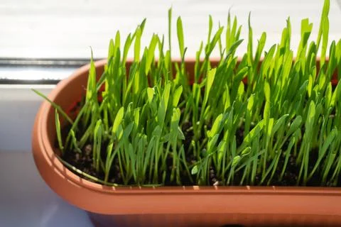 Grass for cats in a container stanging on the window sill Stock Photos