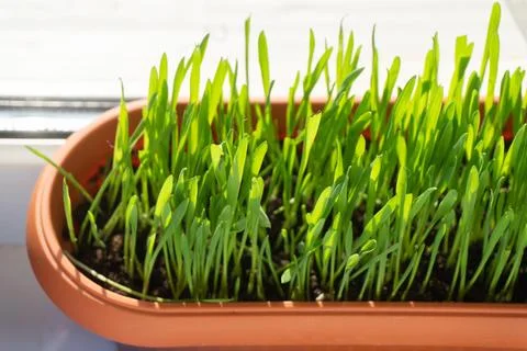 Grass for cats in a container stanging on the window sill Stock Photos