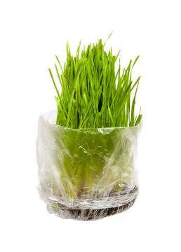 Grass for cats Stock Photos