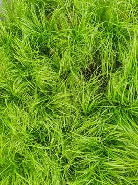 Grass for cats in a plant store, close up top view Stock Photos