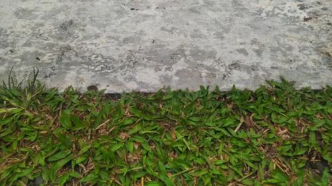 Grass with cement texture for background design Stock Photos