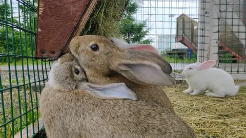 Grass-chewing rabbits about five pieces Stock Footage 156388671