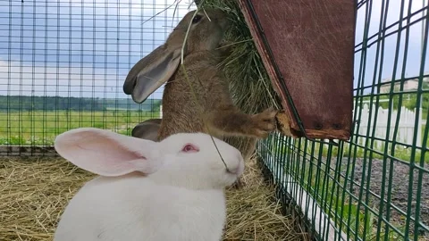 Grass-chewing white and gray rabbits Stock Footage 156388227