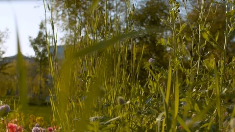 Grass in the city park Stock Footage 121965640