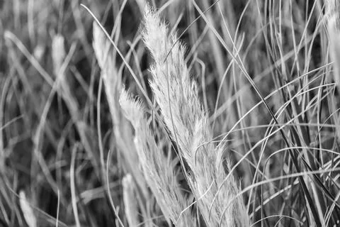 Grass at Clacton on Sea. Stock Photos