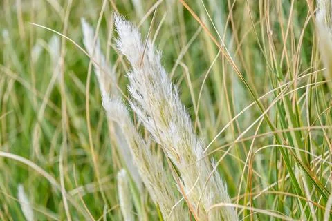 Grass at Clacton on Sea Stock Photos