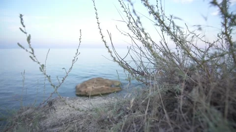 Grass on a cliff by the sea Stock Footage