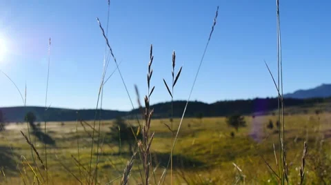 Grass Close Up with amazing landscape in background Video stock 42984628