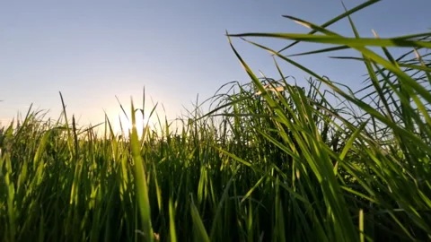 Grass Close Up And Evening Sun Stock Footage 310096294