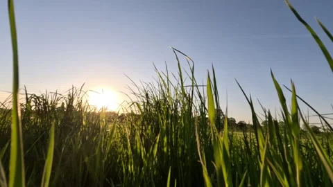 Grass Close Up And Evening Sun Stock Footage 310097749