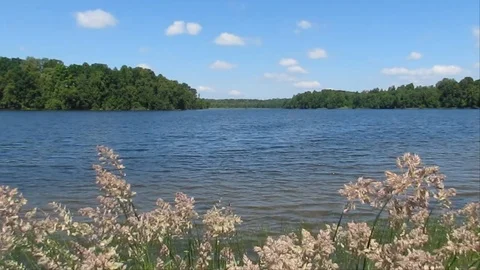 Grass close-up on a background of blue lake Stock Footage 121135121
