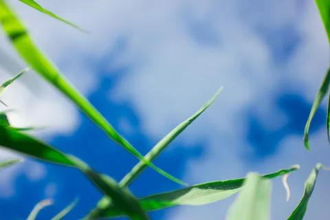 Grass close-up on a background of blue sky. Soft focus. Natural background. Stock Photos