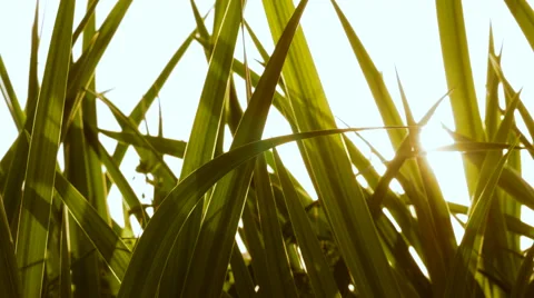 Grass Close up Background Stock Footage 62891132