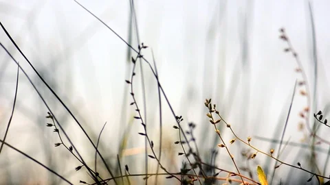 Grass close-up background footage Stock Footage 93781739