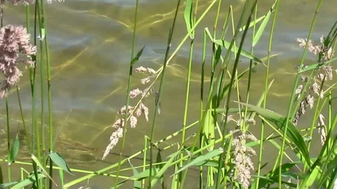 Grass close-up on a background of yellow, river sand. Stock Footage 121238739