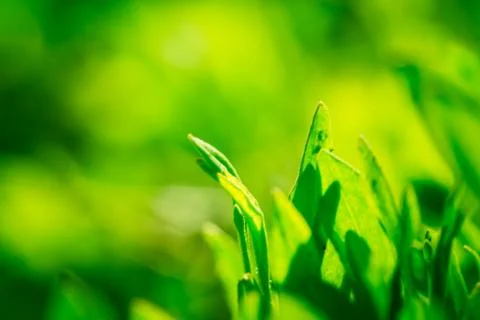 Grass close up on blurred background Stock Photos