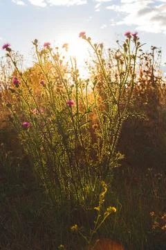 Grass close-up with bright rays of sun. Nature at sunset. Stock Photos