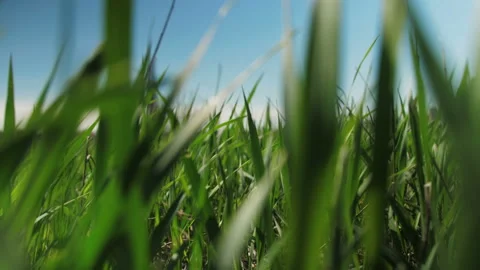 Grass close-up, camera passes through the grass Stock Footage 106681452