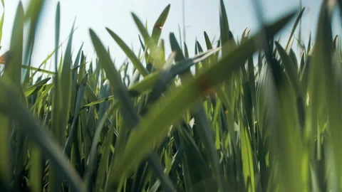 Grass close-up, camera passes through the grass Stock Footage 107066070