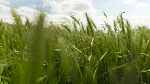 Grass close-up, camera passes through the grass, spikelets Stock Footage 130821002