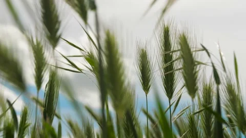 Grass close-up, camera passes through the grass, spikelets Stock Footage 130945769