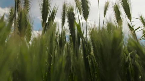 Grass close-up, camera passes through the grass, spikelets Stock Footage 130945916