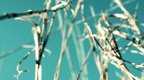 Grass Close Up, Color Corrected Stock-Footage 25846090