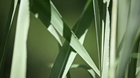 Grass, close up. Detail Stockbeeldmateriaal 12372115