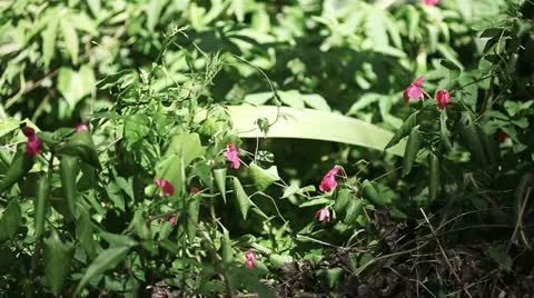 Grass, close up. Detail Stockbeeldmateriaal 12375419
