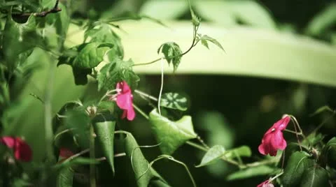 Grass, close up. Detail Stockbeeldmateriaal 12375604