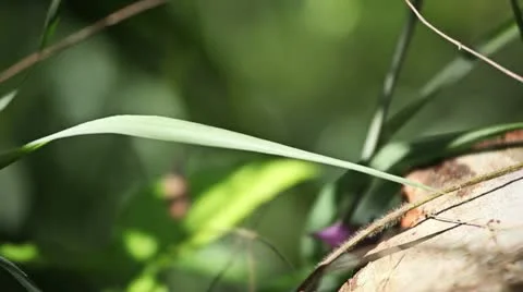 Grass, close up. Detail 库存影片 12375974