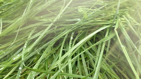 Grass close up. Dew drops on green grass Stock Footage 82232054