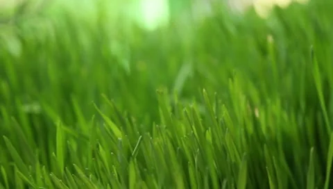 Grass close up  - focus roll 2 - longer clip 動画素材 8608230